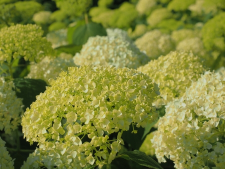 Ajisai Annabelle Flower Stock Photo 107144410 Ajisai Annabelle Flower Stock Photo 107144410