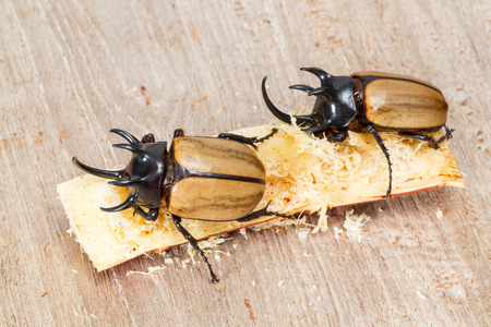 巨大な角のある青虫をクローズ アップ の写真素材 画像素材 Image 巨大な角のある青虫をクローズ アップ の写真素材 画像素材 Image