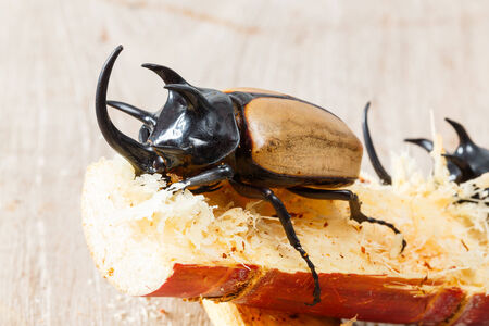 巨大な角のある青虫をクローズ アップ の写真素材 画像素材 Image 巨大な角のある青虫をクローズ アップ の写真素材 画像素材 Image