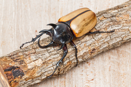 巨大な角のある青虫をクローズ アップ の写真素材 画像素材 Image 巨大な角のある青虫をクローズ アップ の写真素材 画像素材 Image