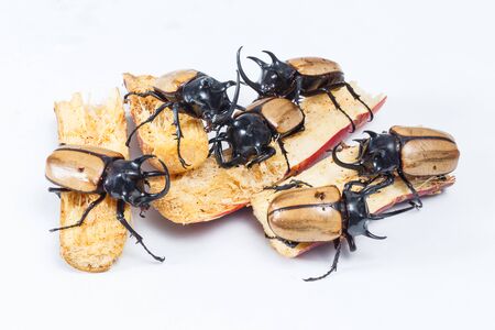 巨大な角のある青虫をクローズ アップ の写真素材 画像素材 Image 巨大な角のある青虫をクローズ アップ の写真素材 画像素材 Image