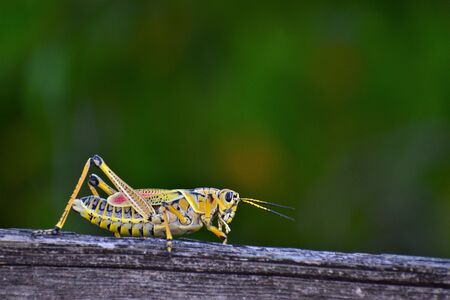 532 Giant Grasshopper Stock Photos And Images 123rf