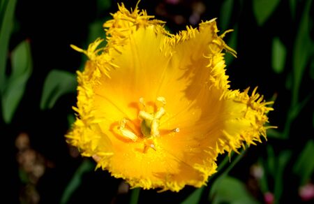 がく おしべ 乳棒の花びらと黄色のチューリップのクローズ アップ の写真素材 画像素材 Image