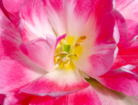 臼 杵 雄しべの花弁とがく 3 魔法の黄色いチューリップ の写真素材 画像素材 Image 臼 杵 雄しべの花弁とがく 3 魔法の黄色いチューリップ の写真素材 画像素材 Image