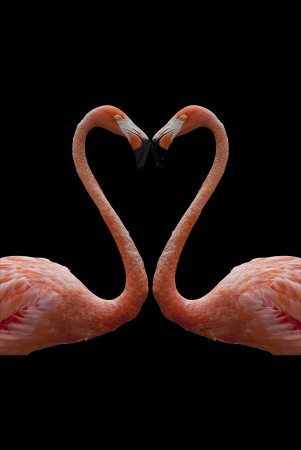 Zwei Rosa Flamingos Machen Herz Mit Halsen Lizenzfreie Fotos Bilder Und Stock Fotografie Image 15085604