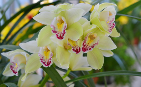 pale green phalaenopsis orchid flowers in a greenhouse stock photo