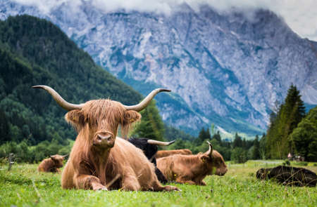 Scottish breed of rustic shaggy cattle also famous as highland cattle lying on the green gras on the wide meadow in the logar valley, slovenia.