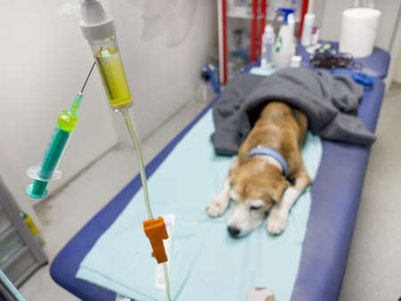 Pies rasy beagle otrzymujący terapię dożylną w klinice weterynaryjnej. dostaje roztwór soli fizjologicznej z niezbędnymi elektrolitami i witaminami bezpośrednio w vien. upuszczenie rurki z roztworem soli fizjologicznej zbliżenie obrazu.