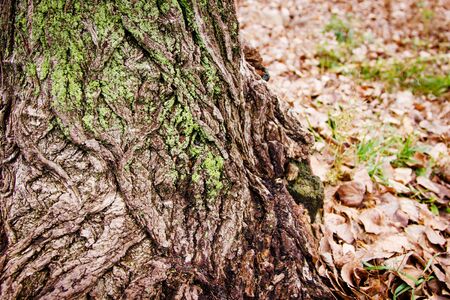 緑の苔と落ち葉とバック グラウンドで草に覆われた大木の樹皮 の写真素材 画像素材 Image 緑の苔と落ち葉とバック グラウンドで草に覆われた大木の樹皮 の写真素材 画像素材 Image