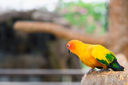 colorful orange yellow green parrot bird in outdoor park closeup