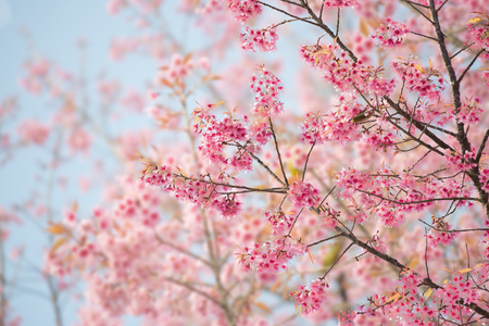 Sakura flower or cherry blossom with beautiful nature background