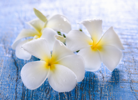 Frangipani flower on table Фото со стока