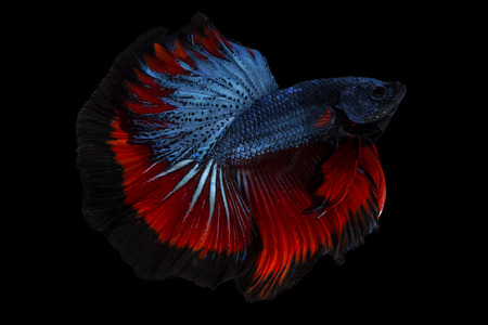 betta siamese fighting fish red halfmoon betta fish on black
