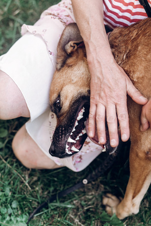 女性の犬の歯を示す犬歯犬健康概念 動物衛生観念 ペットの所有者を表示する彼の口を開く の写真素材 画像素材 Image