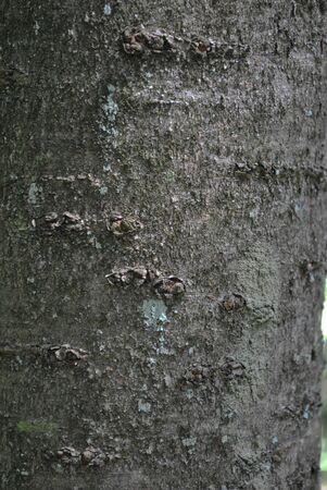 Eichenrinde Raue Oberflache Mit Blauen Moos Textur Lizenzfreie