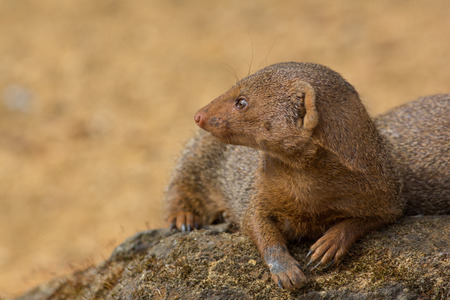 かわいい小人のマングース の写真素材 画像素材 Image かわいい小人のマングース の写真素材 画像素材 Image