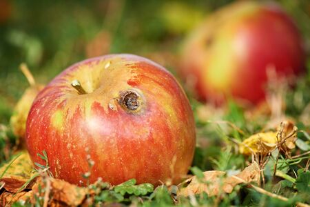 Organic red apples, some are rotten, and some are perfect