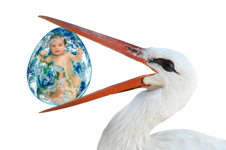 Stork holding in her beak, isolated on white background. Elements of this image. Stock Photo