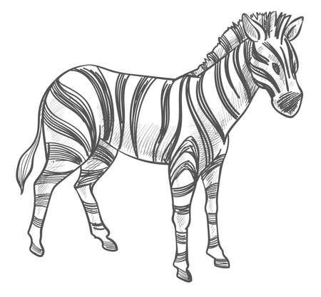 Zebra animal, equine mammal with stripes sketch
