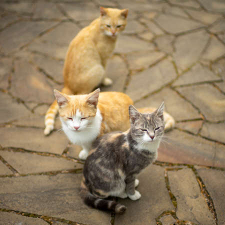 Three Cats Sit On A Wild Stone Floor Outdoors. Two In An Embrace. The Third Is Watching Them