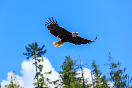 flying eagle stock photos