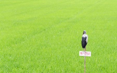 鳥飛ぶ田んぼ の写真素材 画像素材 Image 鳥飛ぶ田んぼ の写真素材 画像素材 Image