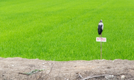 鳥飛ぶ田んぼ の写真素材 画像素材 Image 鳥飛ぶ田んぼ の写真素材 画像素材 Image