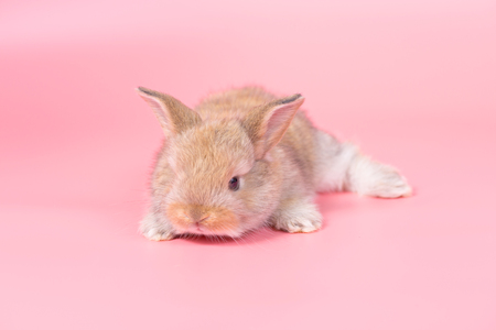 ピンクの背景の小さなかわいい赤ちゃんウサギ の写真素材 画像素材 Image ピンクの背景の小さなかわいい赤ちゃんウサギ の写真素材 画像素材 Image