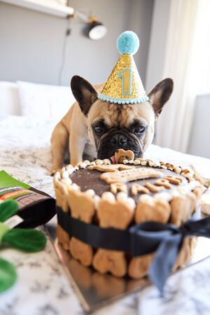 French bulldog's first birthday surrounded with gifts and birthday cake.