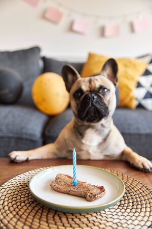 French bulldog with a steak on a plate