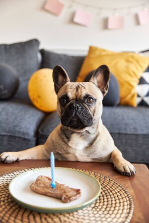 French bulldog with a steak on a plate looking off camera.