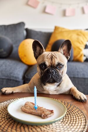 French bulldog with a steak on a plate looking to camera. Фото со стока
