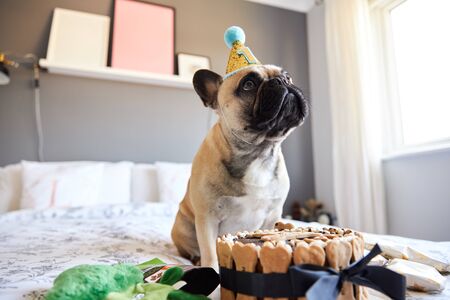French bulldog's first birthday surrounded with gifts.