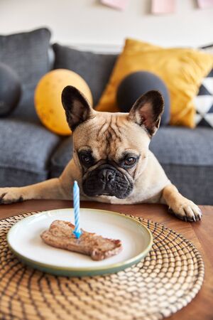 French bulldog with a steak on a plate looking at steak.