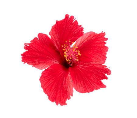 赤いハイビスカスの花の水彩画のイメージの写真素材・画像素材