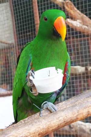 緑のオウムはプラスチックでご飯を食べています の写真素材 画像素材 Image