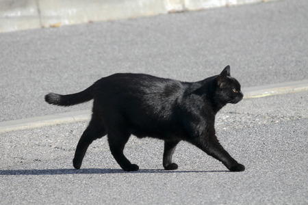 black cat walking in the street - 36120859