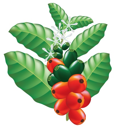 Fruits and flowers of coffee tree. Vector illustration.