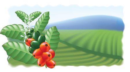 Fruits and flowers of coffee tree. Vector illustration.