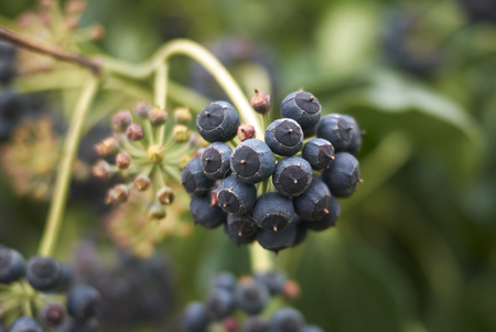 Schne Blaue Beeren Der Hedera-Helix Oder Buschefeu Lizenzfreie Fotos,  Bilder und Stock Fotografie. Image 149572934.