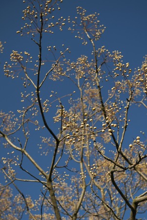Melia azedarach seeds