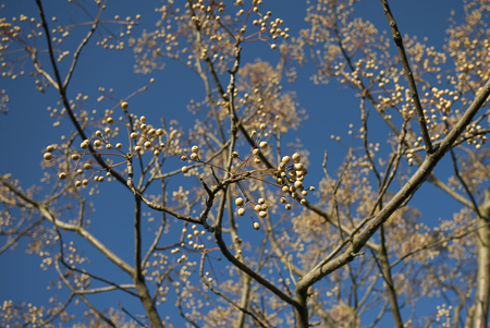 Melia azedarach seeds&#xd;