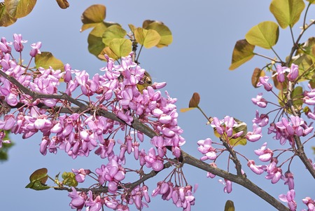 Cercis siliquastrum plant