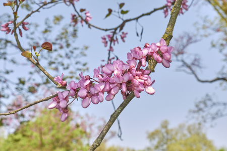 Cercis siliquastrum plant Stock Photo