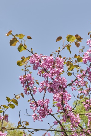 Cercis siliquastrum plant