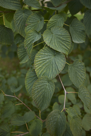 Davidia involucrata plant Stock Photo