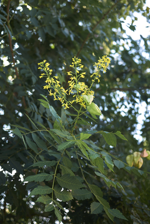 Koelreuteria paniculata plant