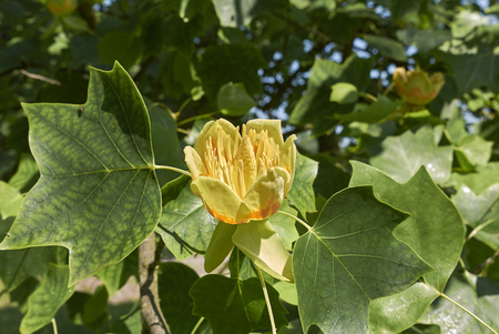 Liriodendron tulipifera plant Stock Photo