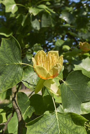 Liriodendron tulipifera plant Stock Photo