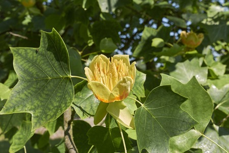 Liriodendron tulipifera plant Stock Photo